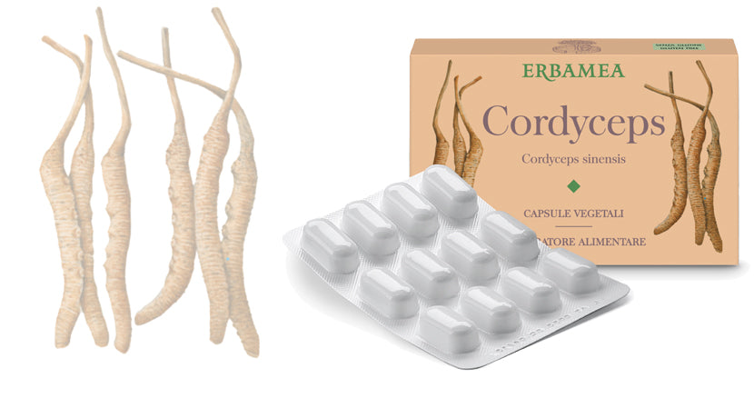 CORDYCEPS 24 CPS