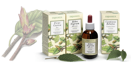 MACERATO GLICERICO  BETULLA BIANCA 50ML